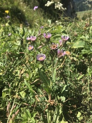 Erigeron atticus
