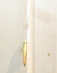 Nectopsyche pavida