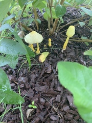 Leucocoprinus birnbaumii image