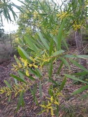 Acacia longifolia longifolia