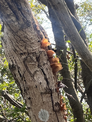 Auricularia auricula-judae