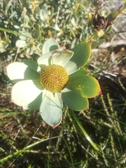 Leucadendron loranthifolium