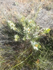 Leucadendron loranthifolium