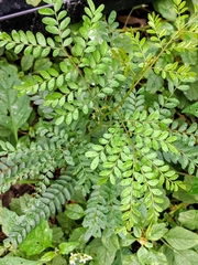 Magnoliopsida