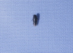 Deltocephalini