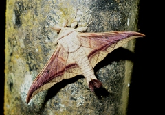 Bedosiallo sylvia