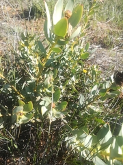Leucadendron loranthifolium