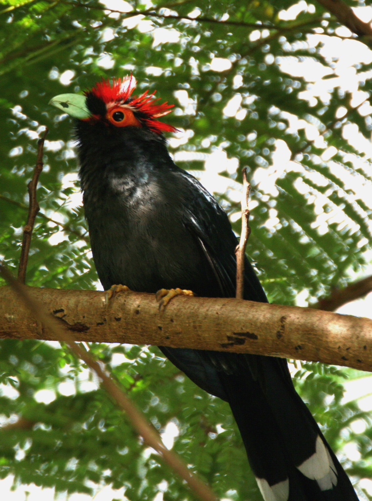 Red-crested Malkoha photo