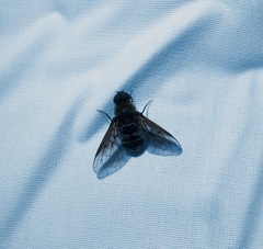 Chrysanthrax vanus