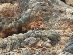 Petrogale lateralis