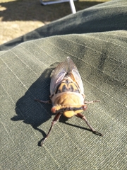 Petrogale lateralis