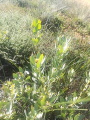 Leucadendron loranthifolium