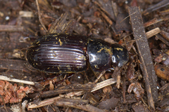 Acrossus rufipes