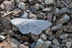 Scopula incanata
