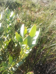 Leucadendron loranthifolium