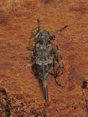 Acanthocinus reticulatus