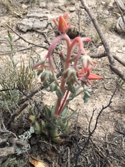 Echeveria walpoleana