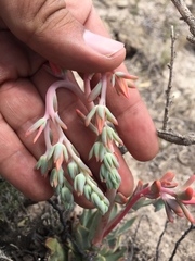 Echeveria walpoleana