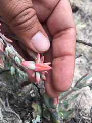 Echeveria walpoleana