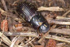 Acrossus rufipes