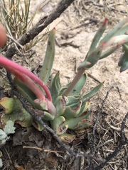 Echeveria walpoleana