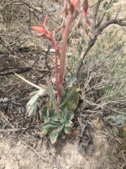 Echeveria walpoleana