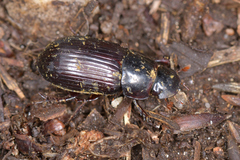 Acrossus rufipes