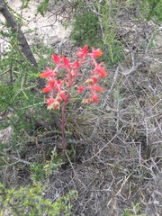 Echeveria walpoleana