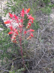 Echeveria walpoleana