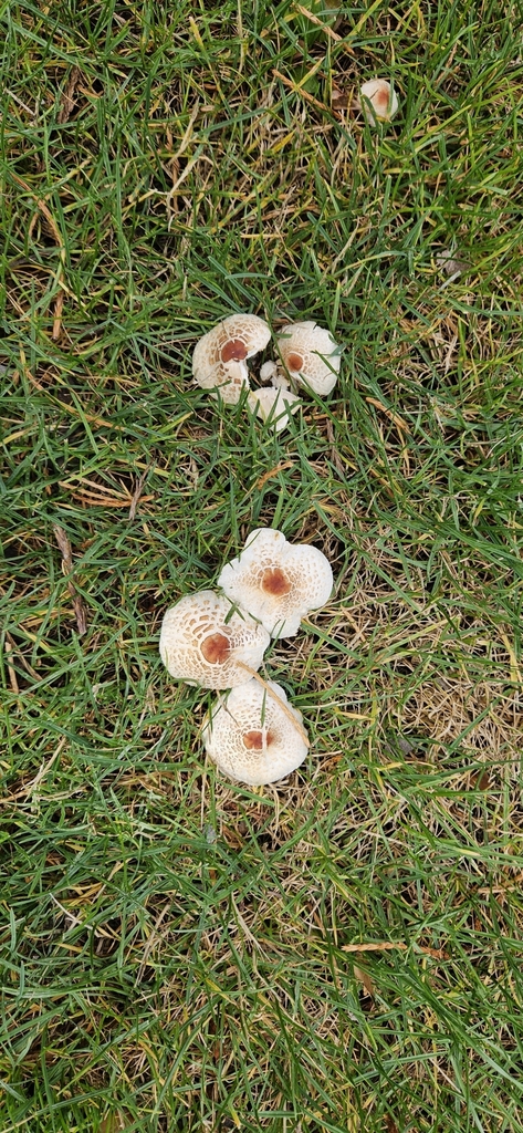 Lepiota cristata · March 2025 · photo: © shane212 (iNaturalist, cc0)
