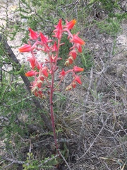 Echeveria walpoleana