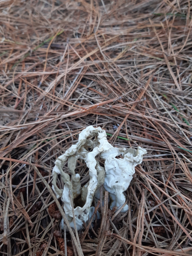 Ileodictyon cibarium · March 2025 · photo: © georgecox (iNaturalist, cc0)