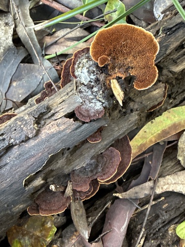 Cyclomyces setiporus observed 2025-03-30