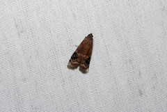 Euzophera ostricolorella