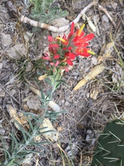 Castilleja lanata