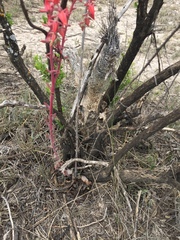 Echeveria walpoleana