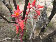 Echeveria walpoleana