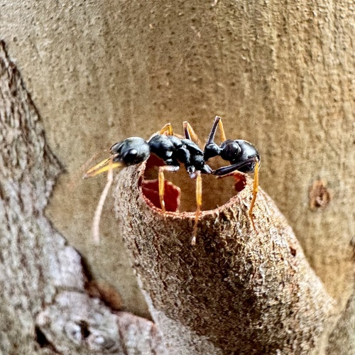 Jack Jumper Ant