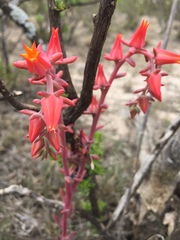 Echeveria walpoleana