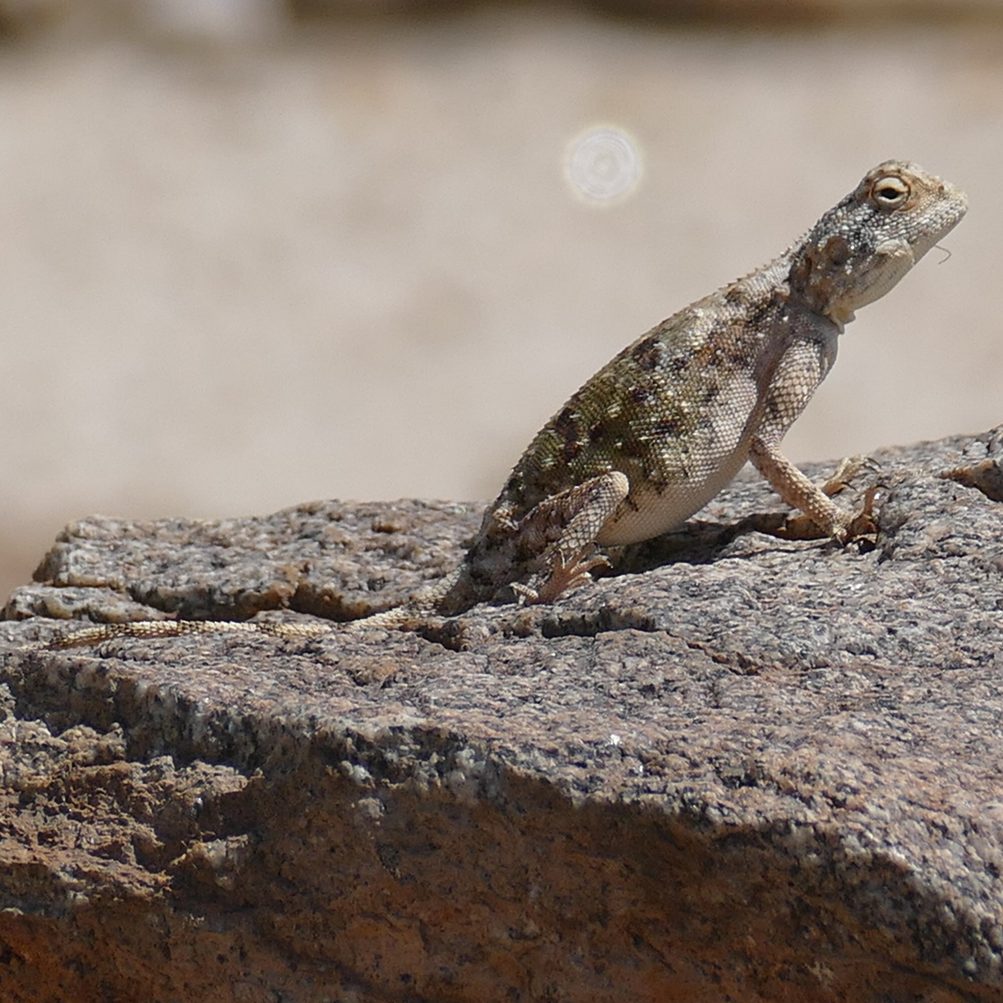 Agama anchietae Bocage, 1896