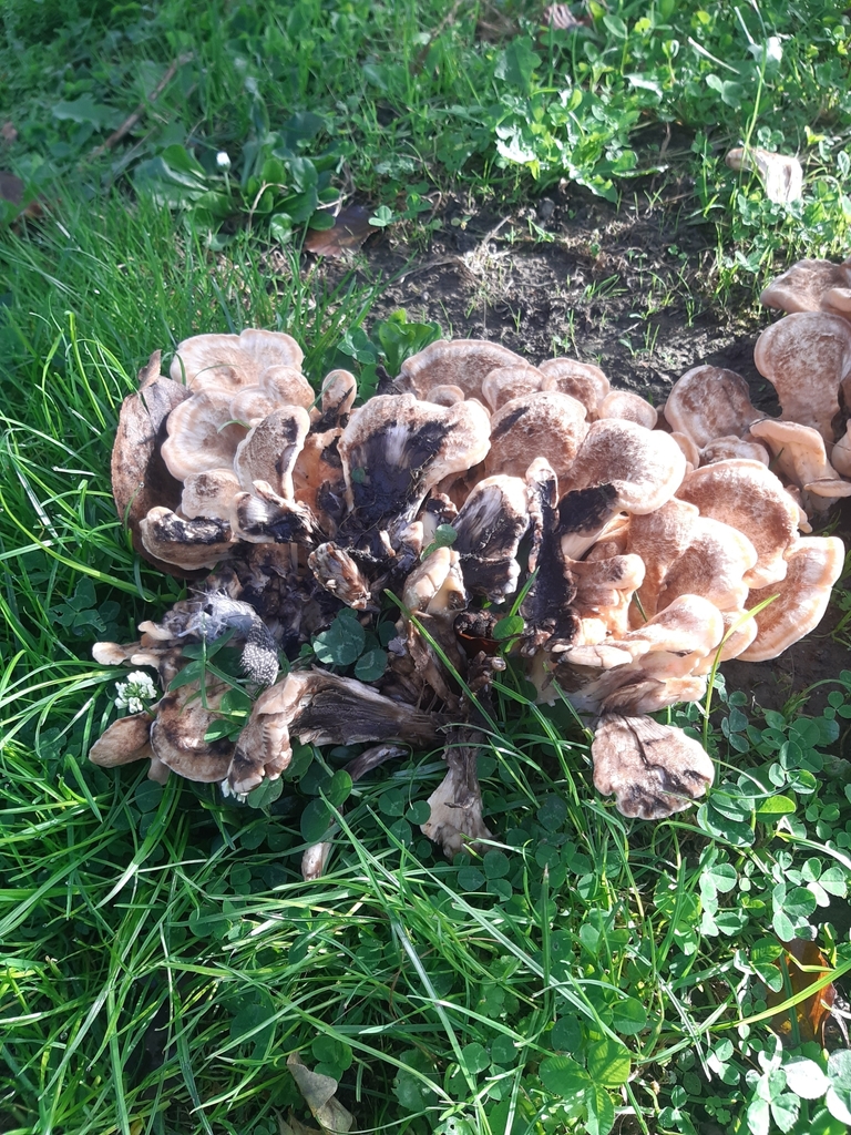 Meripilus giganteus · March 2025 · photo: © georgecox (iNaturalist, cc0)