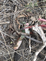 Echeveria walpoleana