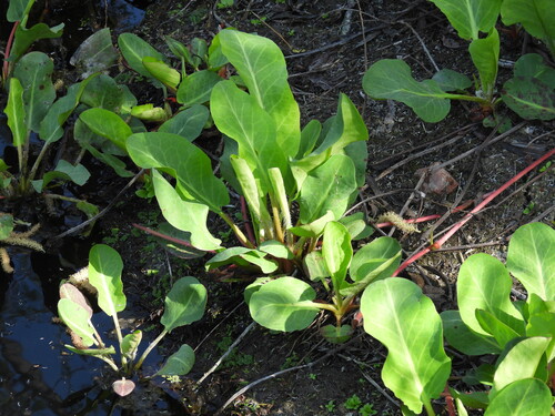 iNaturalist observation photo of Yerba Mansa