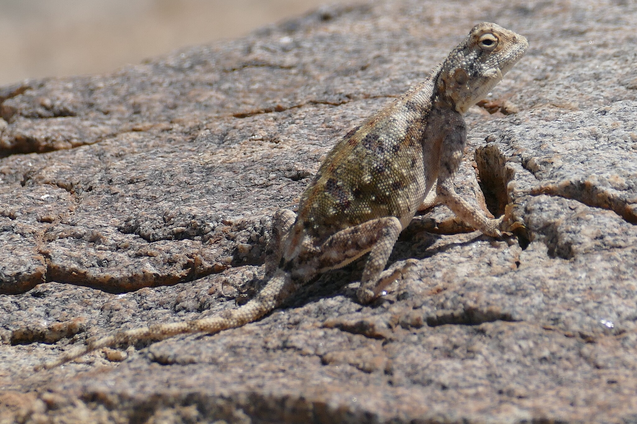 Agama anchietae Bocage, 1896
