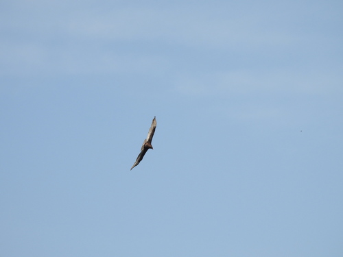 iNaturalist observation photo of Turkey Vulture