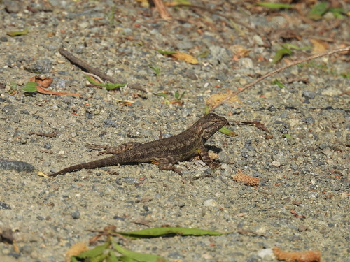 iNaturalist observation photo of Western Fence Lizard