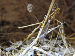 Macronemurus appendiculatus