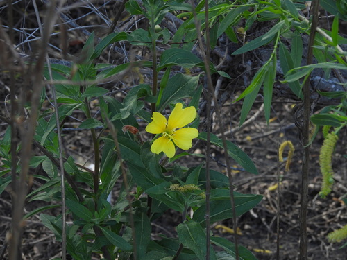 iNaturalist observation photo of tall evening primrose