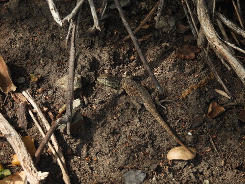iNaturalist observation photo of Common Side-blotched Lizard
