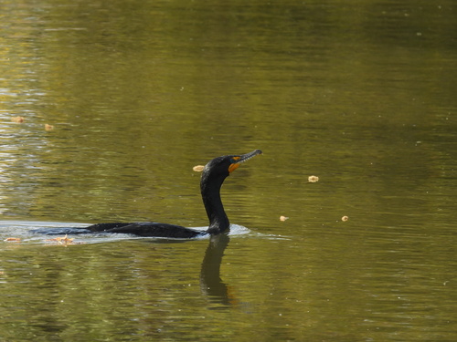 iNaturalist observation photo of Double-crested Cormorant